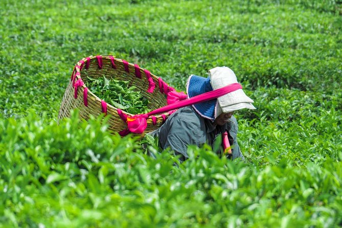 Full-Day South Tour of Mauritius, ALL INCLUSIVE Day Trip, Private SUV Car, Guide - Bois Cheri, where tea goes from leaf to cup