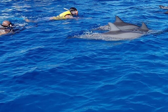 Full-Day Swimming with Dolphins and Casela Nature Park Tour in Mauritius - Speedboat search near La Preneuse Beach