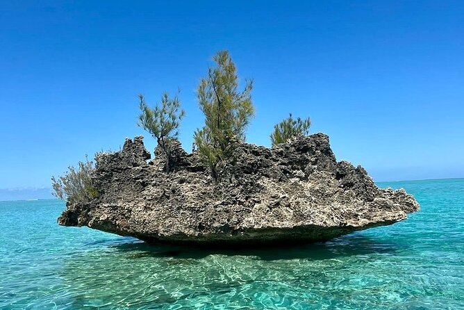 Fully Day Tour: Dolphin Encounters, Crystal Rock at Benitiers Island - Who will enjoy this Mauritius boat tour