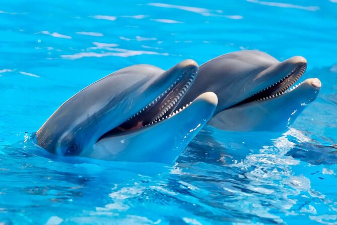 Fully Day Tour: Dolphin Encounters, Crystal Rock at Benitiers Island - Meeting dolphins in Mauritius waters