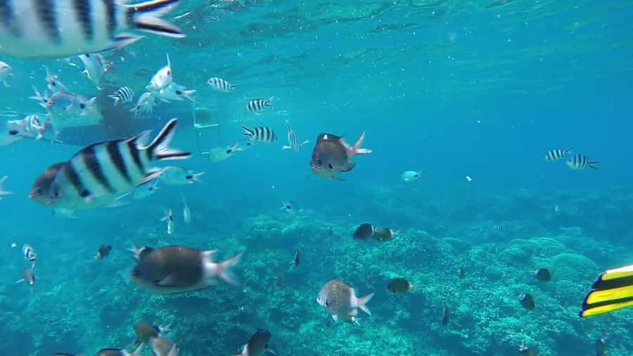 GBaie: 3 North Islands Cruise, Lunch & CoindeMire Snorkeling - The barbecue lunch aboard the catamaran