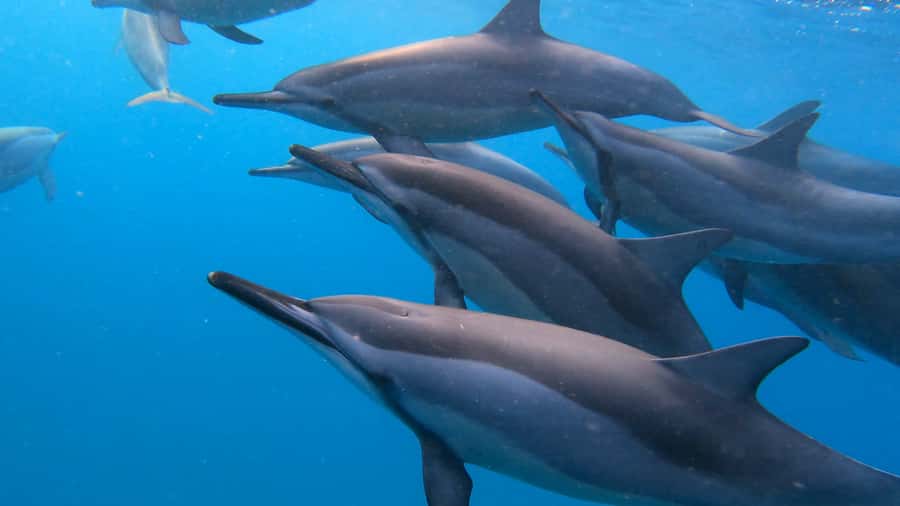 Grande Riviere Noire: Boat Tour and Swimming with Dolphins - Key points at a glance