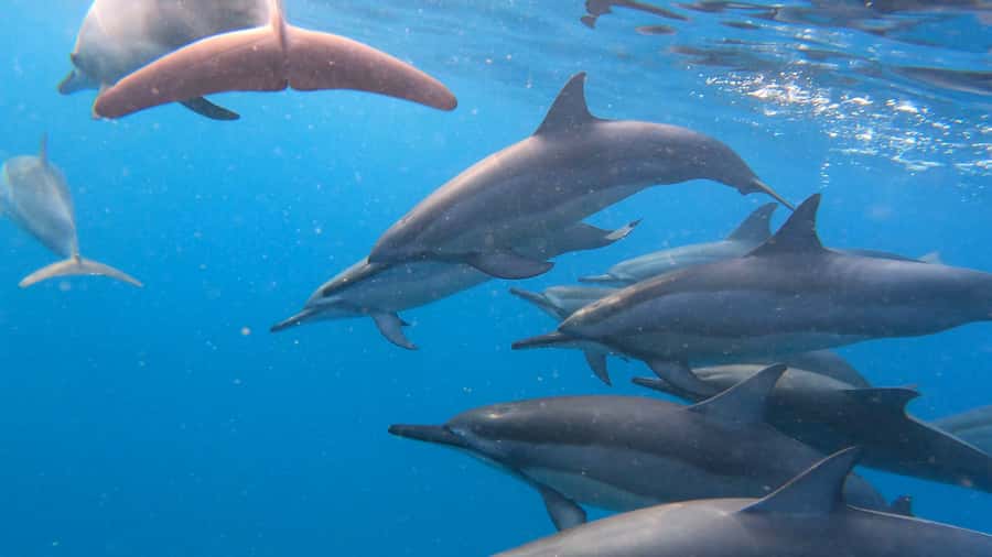 Grande Riviere Noire: Boat Tour and Swimming with Dolphins - Leaving Grande Riviere Noire before the crowds