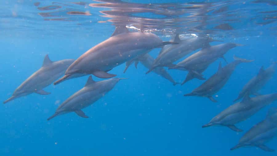 Grande Riviere Noire: Boat Tour and Swimming with Dolphins - Finding spinner and bottlenose dolphins