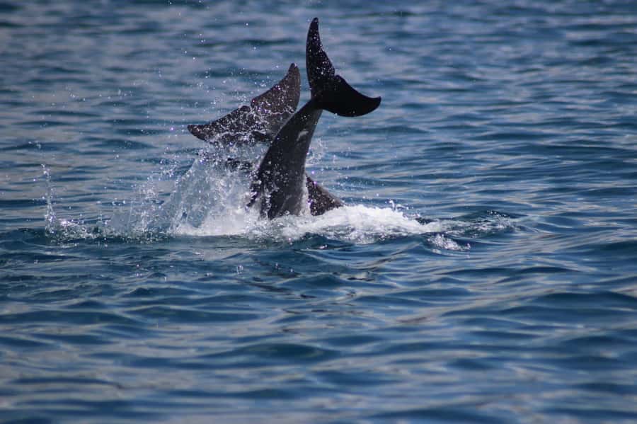 Grande Riviere Noire: Boat Tour and Swimming with Dolphins - A brand-new boat and a two-hour plan