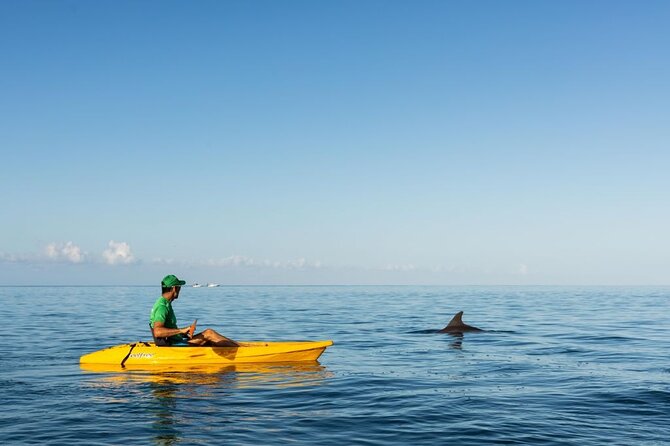 Guided Kayak 2-Hour Activity with Dolphins - Guides who shape the morning
