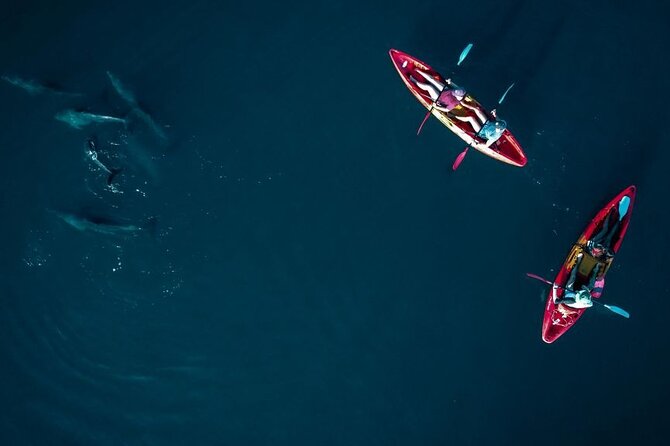 Guided Kayak 2-Hour Activity with Dolphins - Kayaking ability, swimming, and fitness
