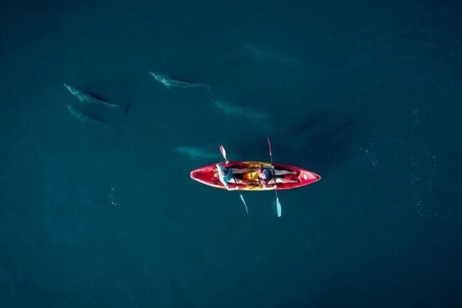 Guided Kayak 2 Hours Activity with Dolphins - Key points to know before booking