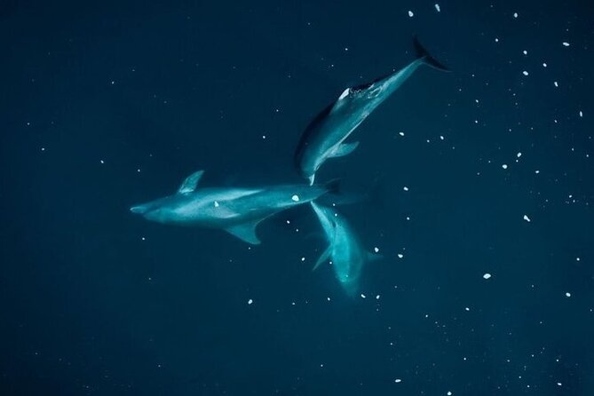 Guided Kayak 2 Hours Activity with Dolphins - Why the 6:20 am start matters