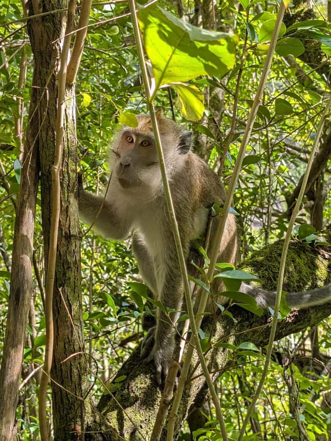 Henrietta: Hiking at the Tamarind Waterfalls - The climb back is the real test