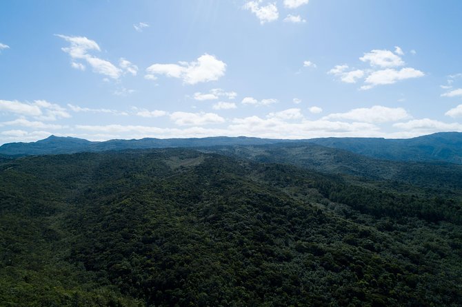 Hiking in the Black River Gorges National Parc - Native Forest - How difficult is this three-hour hike?