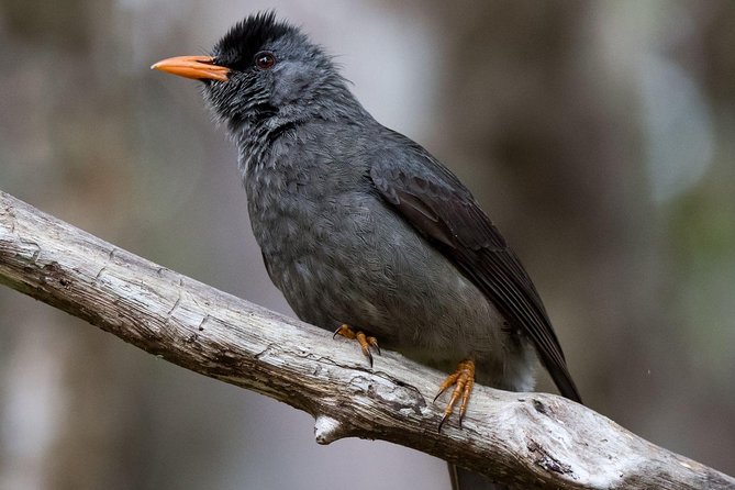 Hiking in the Black River Gorges National Parc - Native Forest - Is $61.65 a fair price?