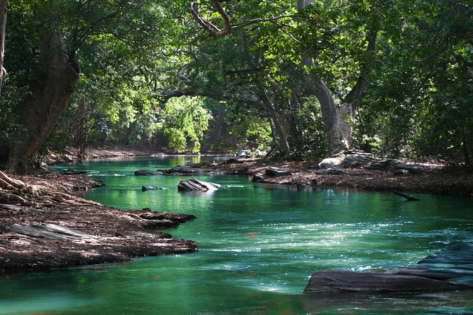 Hiking in the Black River Gorges National Parc - Native Forest - Who should book this Black River Gorges hike?