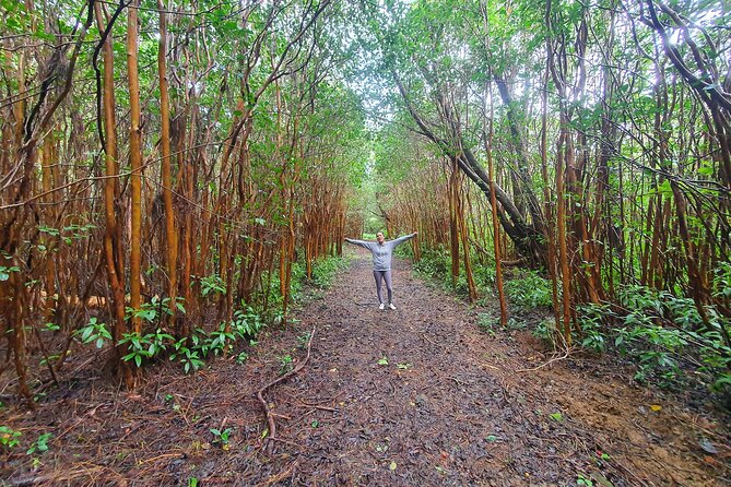 Hiking the Black River Gorges: Full-day with Lunch and Transfer - Why Black River Gorges is worth your day