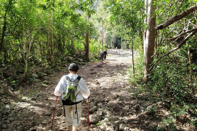 Hiking the Black River Gorges: Full-day with Lunch and Transfer - What the $140.95 price really covers