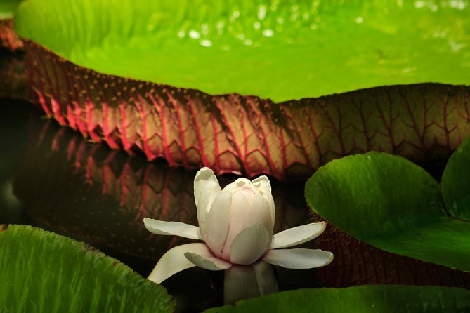 Historical Guided Day Tour : City - Sugar World - Botanical Garden - Who will get the most from this tour?