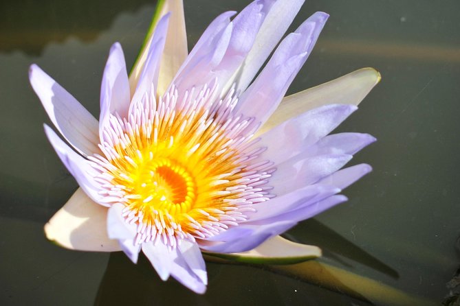 Historical Private Guided Tour, City-SugarWorld-Botanical Garden - Min.2 persons - Why this Mauritius day trip works
