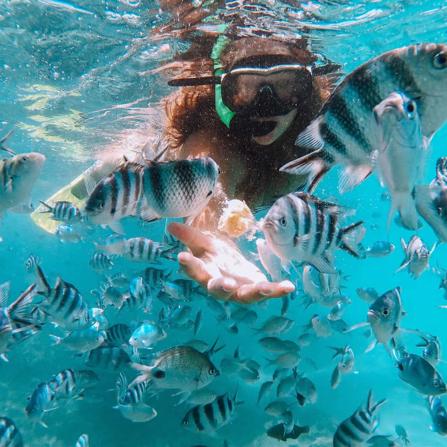 Ile Aux 2 Cocos with lunch and Snorkeling or Glass Bottom - Lunch at 12:30 in the open air