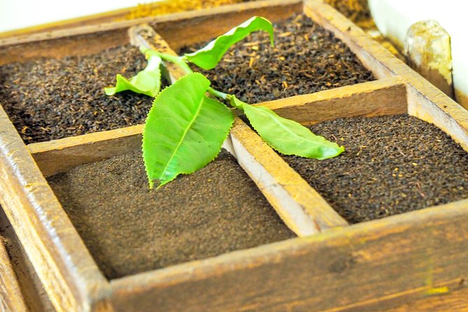 Ile aux Aigrettes - Tea Route - Gris Gris Private Guided Tour (Min. 2 persons) - Bois Cheri Tea Factory: two hours in Mauritius tea country