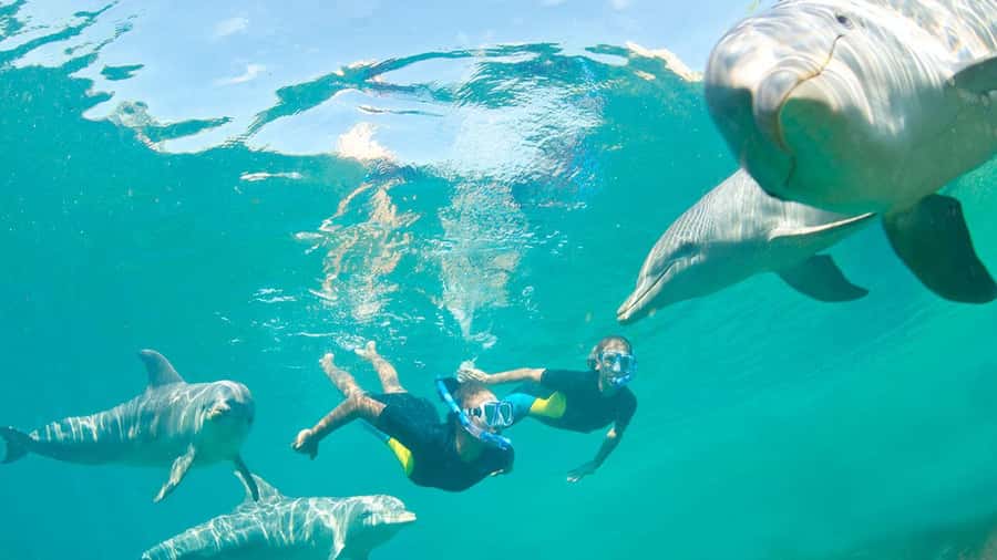 Île aux Bénitiers: Snorkeling w/Dolphins Boat Tour & Lunch - Key points to know before booking
