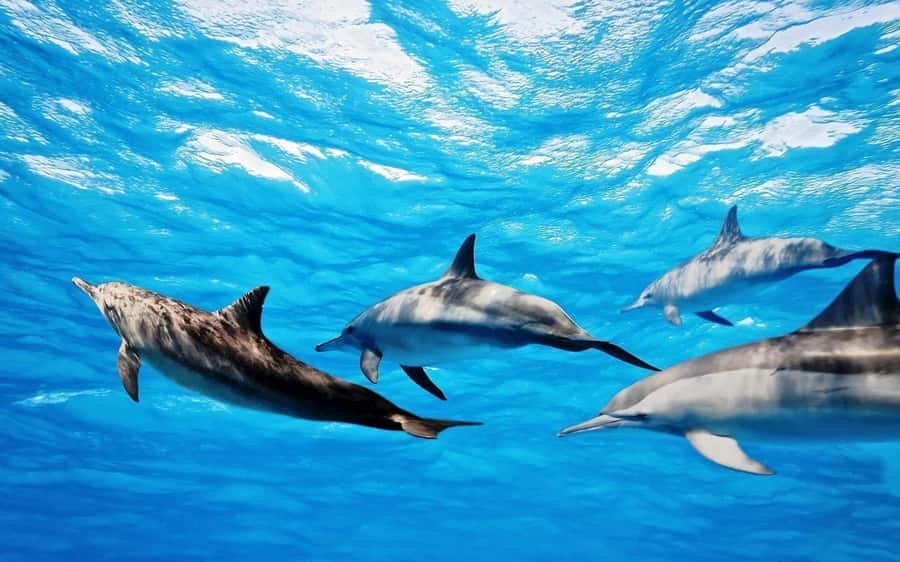 Île aux Bénitiers: Snorkeling w/Dolphins Boat Tour & Lunch - An early pickup and a west-coast launch