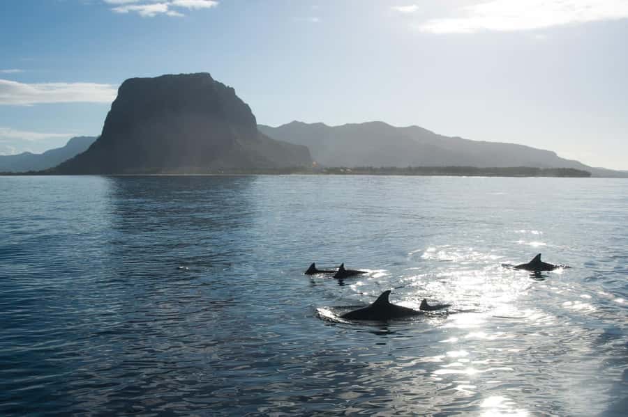Île aux Bénitiers: Snorkeling w/Dolphins Boat Tour & Lunch - Meeting dolphins in the South-West Lagoon