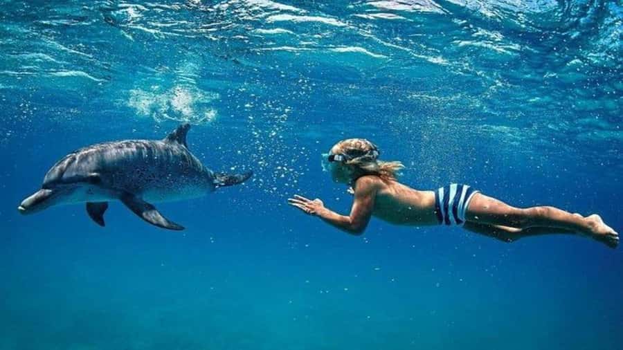 Île aux Bénitiers Snorkeling with Dolphins + Seafood Lunch - Starting at Tamarin Public Beach before 7:30