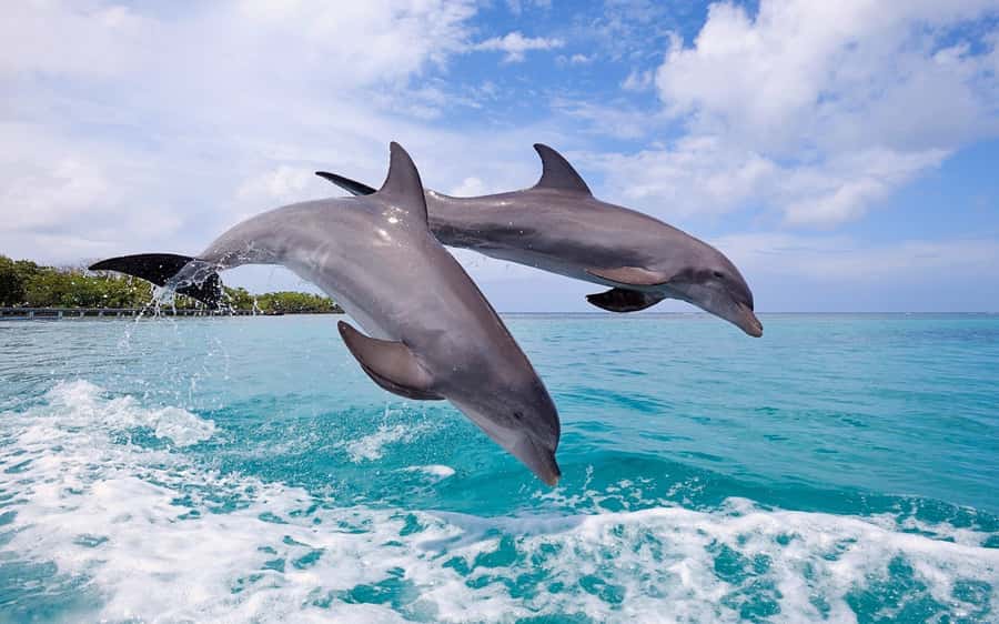 La Preneuse: Dolphin Swimming and Snorkeling Speedboat Trip - Key points at a glance