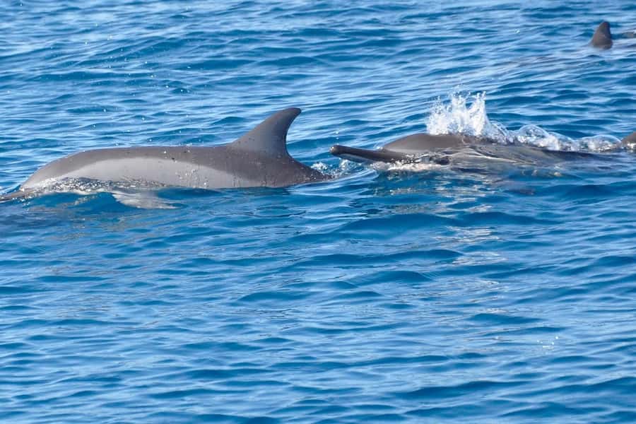 La Preneuse: Dolphin Swimming and Snorkeling Speedboat Trip - Starting at La Preneuse Beach at 7:30