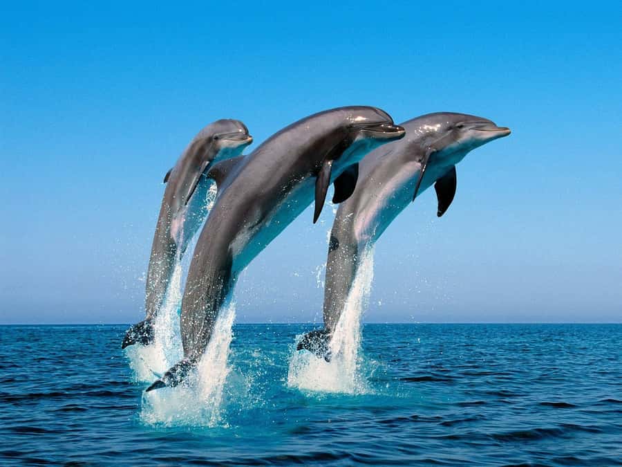 La Preneuse: Dolphin Swimming and Snorkeling Speedboat Trip - Coral reef snorkeling after the dolphins