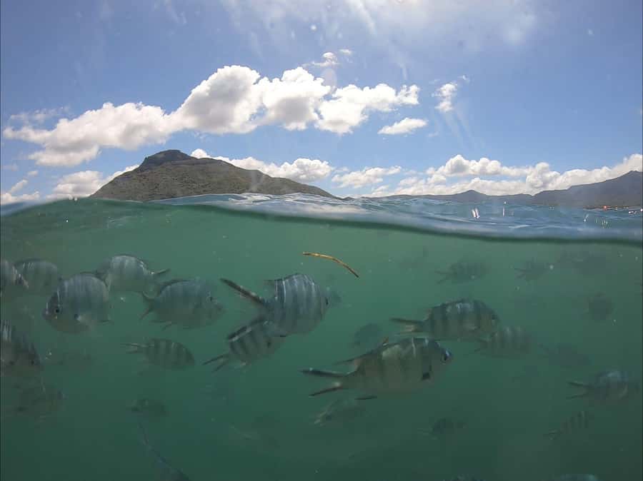 La Preneuse: Dolphin Watching and Snorkeling Speedboat Tour - Five things to know before you go