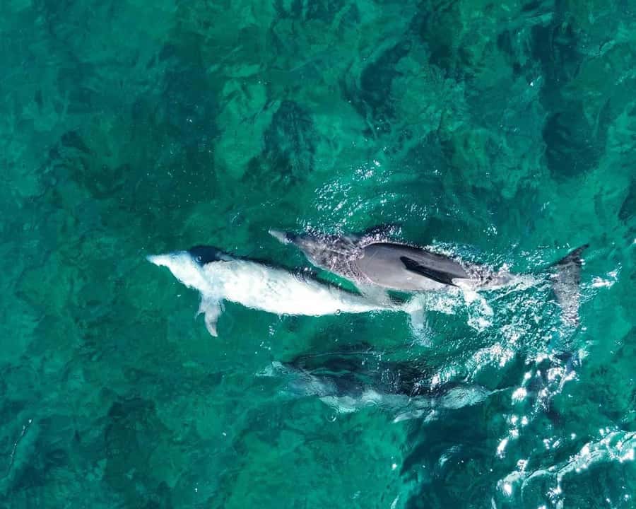 La Preneuse: Dolphin Watching and Snorkeling Speedboat Tour - Meeting the boat at La Preneuse Public Beach
