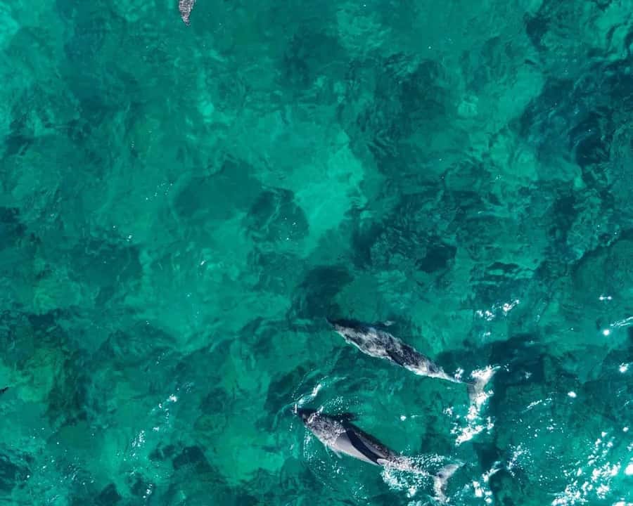 La Preneuse: Dolphin Watching and Snorkeling Speedboat Tour - The 85-minute wildlife stop