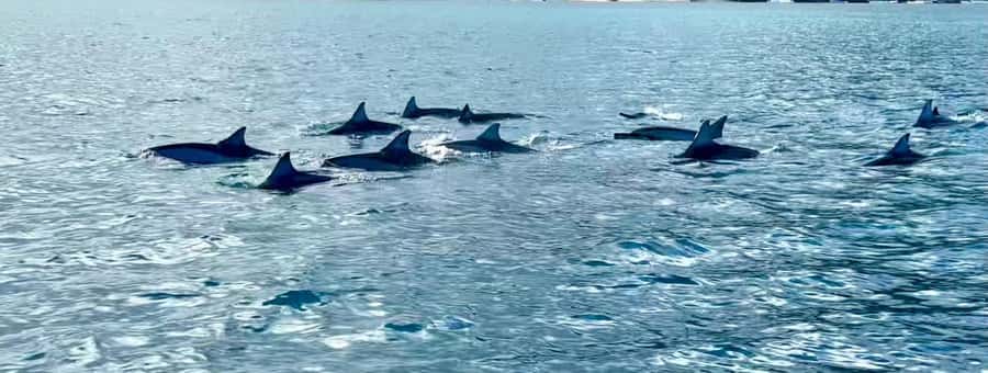 La Preneuse: Dolphin Watching and Snorkeling Speedboat Tour - Booking flexibility and languages