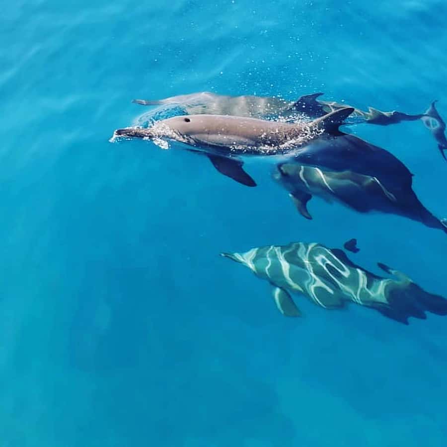 LE MORNE DOLPHINS SUNRISE TRIP - Key points at a glance