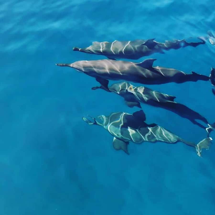 LE MORNE DOLPHINS SUNRISE TRIP - Why this early-morning trip works