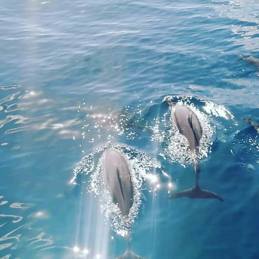 LE MORNE DOLPHINS SUNRISE TRIP - Crystal Rock, breakfast, and the first practical warning