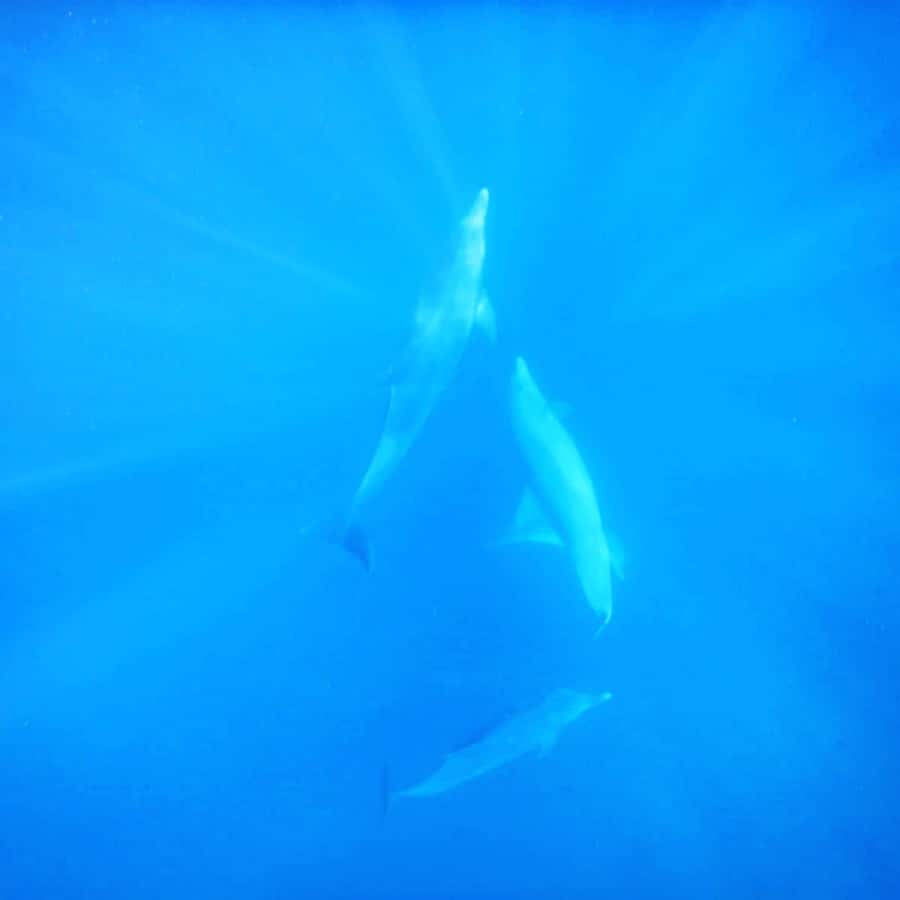LE MORNE DOLPHINS SUNRISE TRIP - How the private format affects the experience