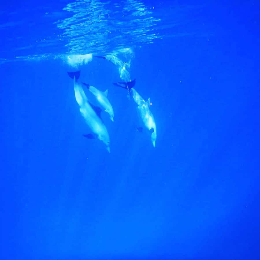 LE MORNE DOLPHINS SUNRISE TRIP - What to pack for a comfortable morning