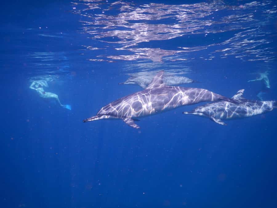 LE MORNE DOLPHINS SUNRISE TRIP - Safety, swimming, and family suitability