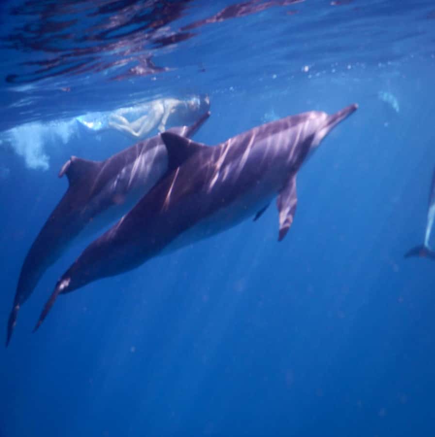 Le Morne: Private Boat Tour Dolphin-Watching & swimming - Watching dolphins without turning them into a show