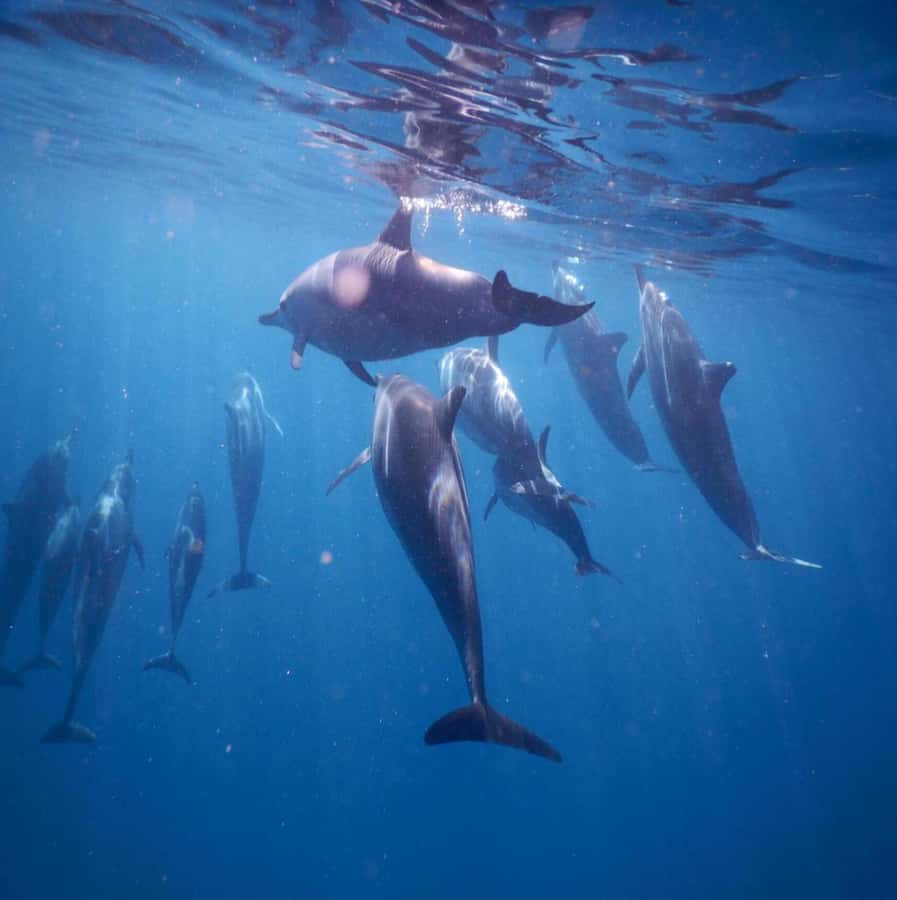 Le Morne: Private Boat Tour Dolphin-Watching & swimming - Snorkeling, fish, and the chance of turtles