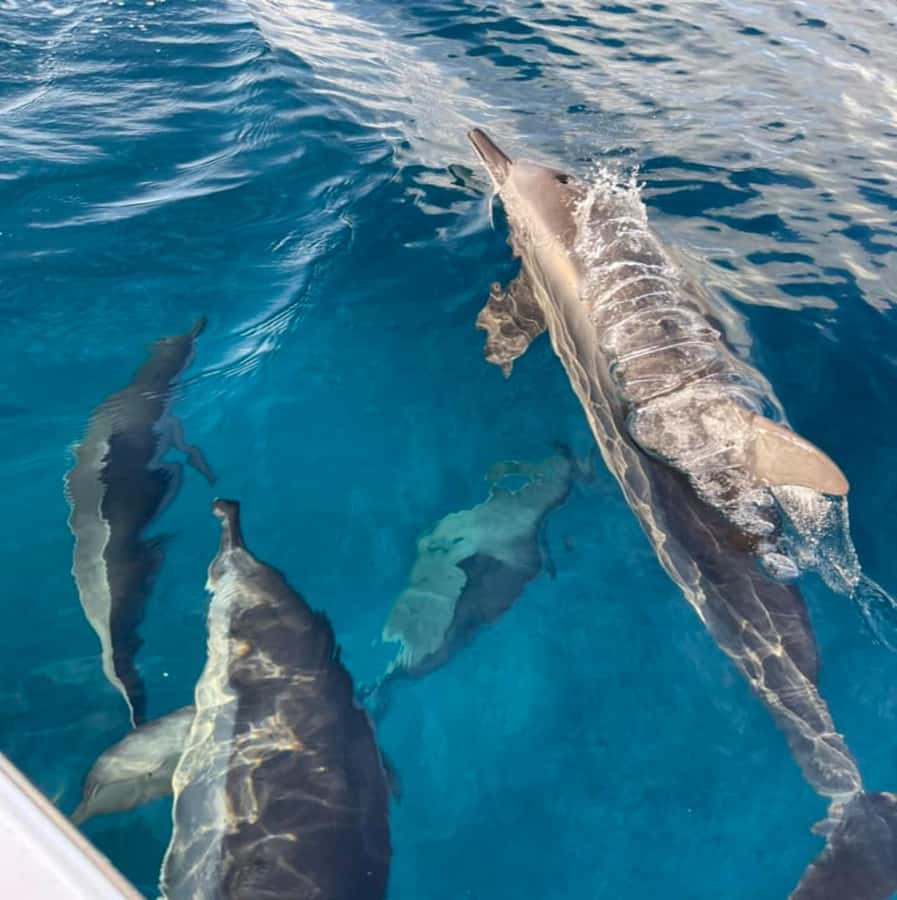 Le Morne: Private Boat Tour Dolphin-Watching & swimming - Is $352 good value for two people?