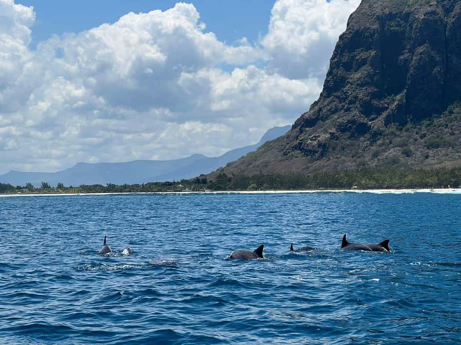 Le Morne: Private Boat Tour Dolphin-Watching & swimming - Why the 6 a.m. start is worth considering