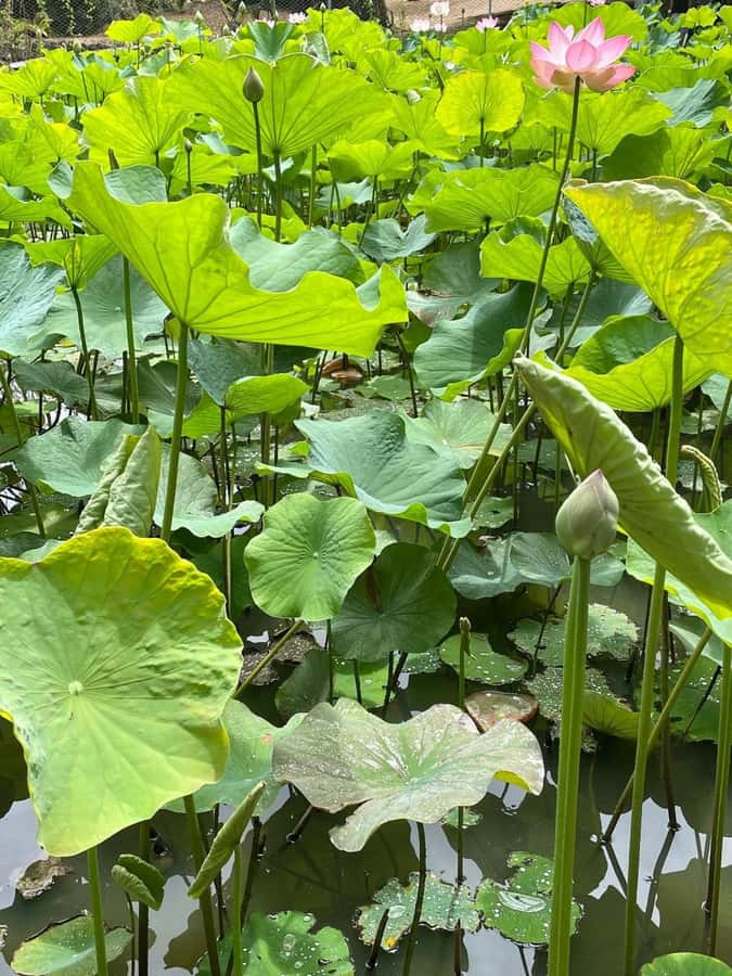 local Market,Botanical garden,Rum tasting & authentic Lunch - The secret lunch stop and what is included