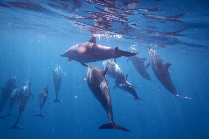 Lydia Boat Mauritius :Private boat tour:Whales&Dolphins encounter - Snorkeling at the Aquarium and Crystal Rock