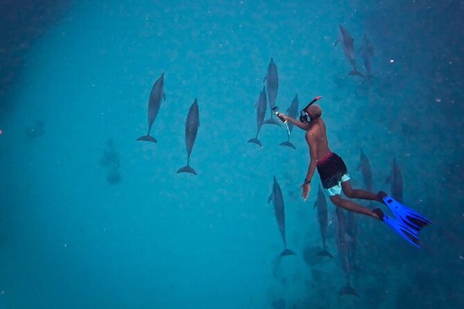 Lydia Boat Mauritius :Private boat tour:Whales&Dolphins encounter - The Seafood Meal: Oysters, Sea Urchin, and Lobster
