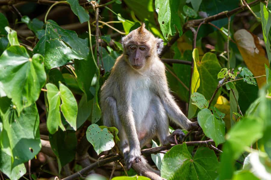 Mauritius 5 Islands Hopping Tours - PRIVATE BOAT - Dolphin and possible turtle sightings