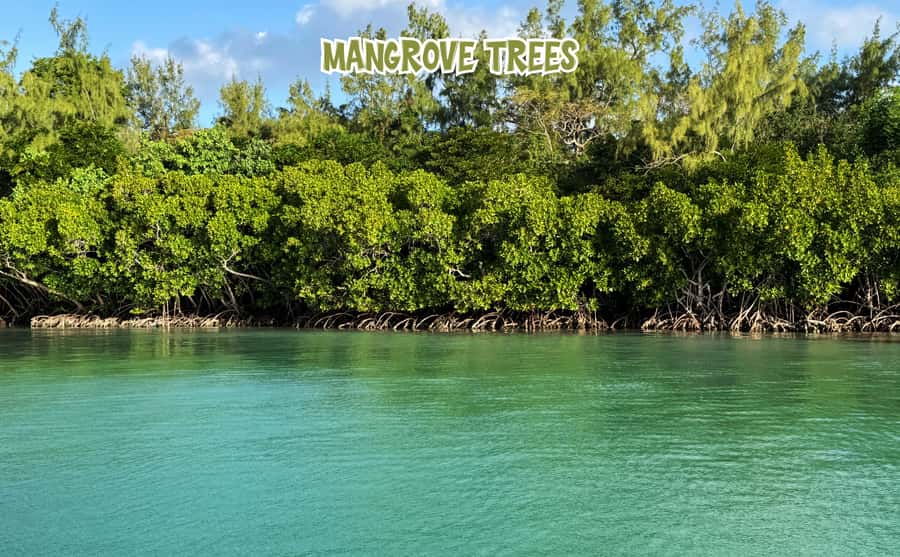 Mauritius: 5 Islands of the East Speedboat Tour with BBQ - Mangroves and Grand River South East Waterfall
