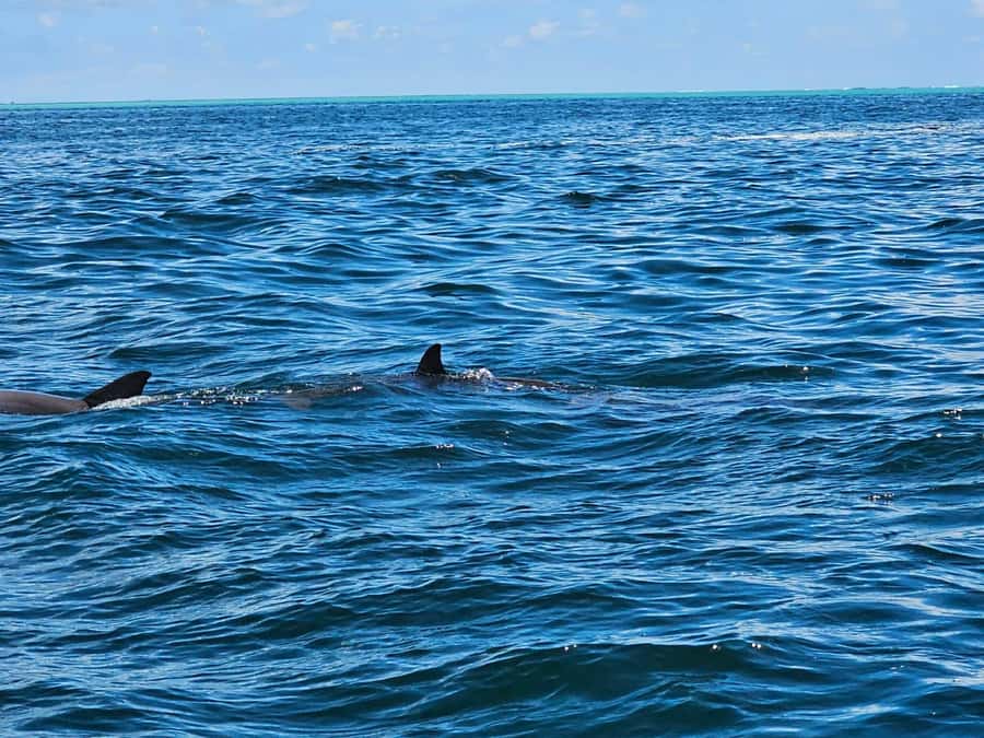 Mauritius: 5 islands speedBoat Trip with snorkeling & BBQ - Two snorkeling stops around Aigrettes Island or Eau Bleue